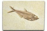 Detailed Fossil Fish (Diplomystus) - Wyoming #348114-1